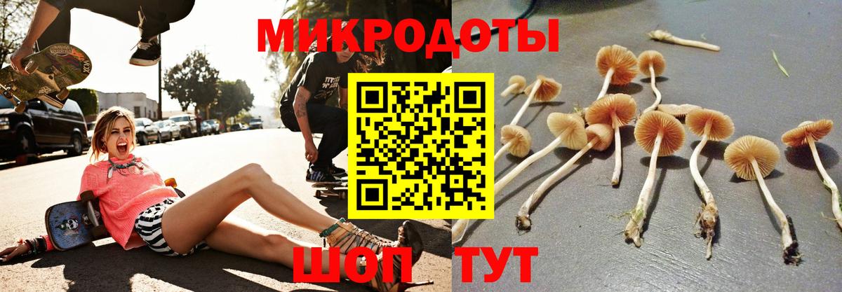 Псилоцибиновые грибы Psilocybine cubensis  Вход с VPN  Камень-на-Оби 